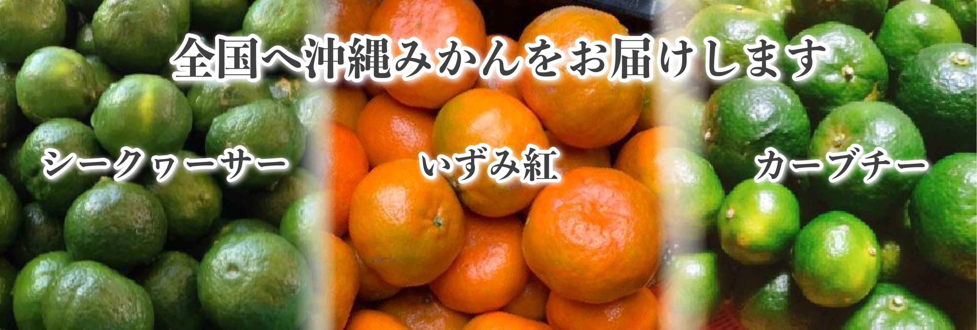 沖縄無農薬みかんの通販 座 やんばるgarden ザ やんばるガーデン 農家直送 農薬不使用 除草剤不使用の完全無農薬で育てたシークヮサー カーブチー いずみ紅等の安心安全なオーガニックみかん通販
